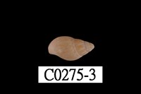 藏品(麥螺科)的圖片